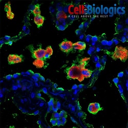 Cell Biologics&nbsp;C57 BONE MARROW MACROPHAGES-F