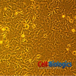 Cell Biologics C57BL/6 MESENCHYMAL STEM CELLS, Quantity: Each of 1