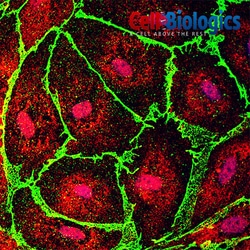 Cell Biologics C57BL/6 VEIN ENDOTHELIAL CELLS, Quantity: Each of 1