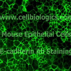 Cell Biologics C57 ALVEOLAR EPITHELIAL CELLS, Quantity: Each of 1
