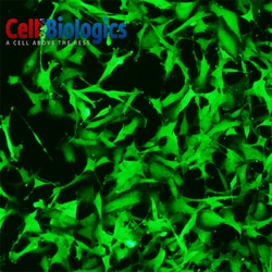 Cell Biologics&nbsp;C57BL/6 LUNG FIBROBLASTS