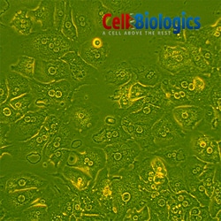 Cell Biologics C57BL/6 Mouse Primary Hepatocytes, Quantity: Each of 1