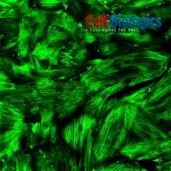 Cell Biologics C57 ARTERY SMOOTH MUSCLE CELLS, Quantity: Each of 1