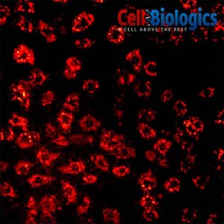 Cell Biologics RAT AORTIC ENDOTHELIAL CELLS-A, Quantity: Each of 1