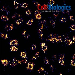 Cell Biologics RAT LUNG ENDOTHELIAL CELLS-A, Quantity: Each of 1
