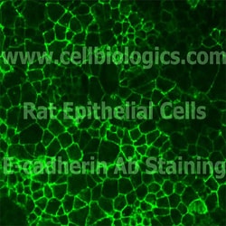 Cell Biologics RAT TUBULAR EPITHELIAL CELLS-A, Quantity: Each of 1