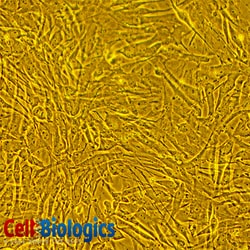 Cell Biologics RAT LUNG FIBROBLASTS-A, Quantity: Each of 1