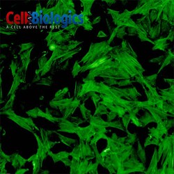 Cell Biologics&nbsp;RAT AORTIC SMOOTH MUSCLE CELL