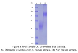 Bon Opus Biosciences Recombinant Human NKG2A/CD94 Heterodimer 1mg, Quantity: