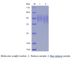 Bon Opus Biosciences Recombinant Human B7-2/CD86 (C-His), Quantity: Each