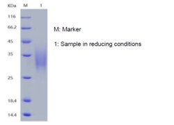 Bon Opus Biosciences Recombinant Human Interleukin-22/IL-22 (C-His) -500ug,