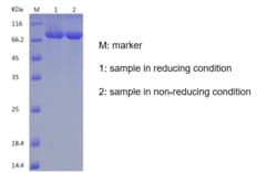 Bon Opus Biosciences Recombinant Human Transferrin Receptor Protein 1/TFRC