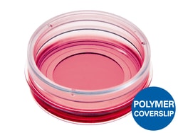 Ibidi USA µ-Dish 35 mm, High, ibiTreat - Tissue Culture Treated Polymer