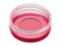 Ibidi USA µ-Dish 35 mm, High, Glass Bottom - #1.5H Glass Bottom Coverslip,