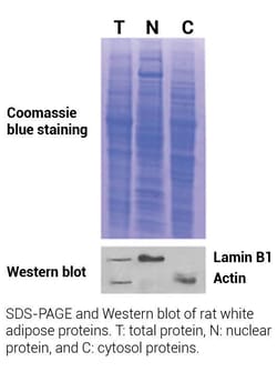 Invent Biotechnologies Inc Minute Nuclei and Cytosol Isolation Kit for