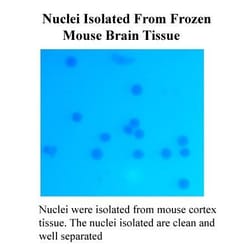 Invent Biotechnologies Inc Minute Single Nucleus Isolation Kit for Neuronal