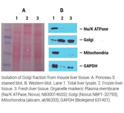 Invent Biotechnologies Inc&nbsp;Minute&trade; Golgi Apparatus Enrichment Kit - Spin Column-based (20 Preps)