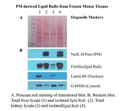 Invent Biotechnologies Inc Minute Plasma Membrane-Derived Lipid Raft Isolation