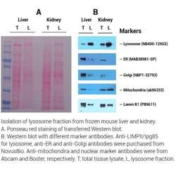 Invent Biotechnologies Inc Minute Lysosome Isolation Kit for Mammalian