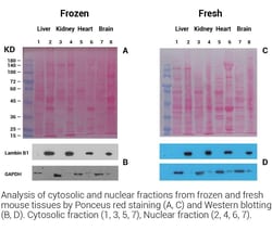 Invent Biotechnologies Inc Minute Cytosolic and Nuclear Extraction Kit