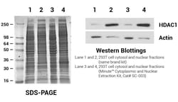 Invent Biotechnologies Inc Minute Cytoplasmic & Nuclear Extraction Kits