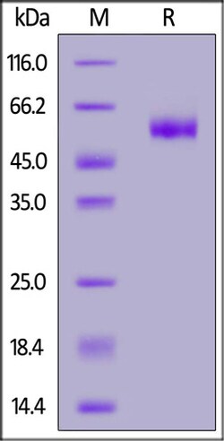 ACROBiosystems ACROBiosystems Canine 4-1BB / TNFRSF9 Protein, Fc Tag (MALS