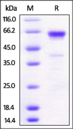 ACROBiosystems ACROBiosystems Mouse 4-1BB /TNFRSF9 Protein, Fc Tag (MALS