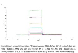 ACROBiosystems Recombinant Protein;Human B7-1 / CD80 Protein;HEK293;1MG;B71,CD80,B7,B7-1,B7.1,BB1,CD28LG,CD28LG1,LAB7,