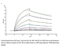 ACROBiosystems Recombinant Protein;Human FGF basic Protein, Tag Free;E.coli;50UG;BFF,FGF2,FGF-2,BFGF,FGFB,FGFβ,FGF-β,FGF