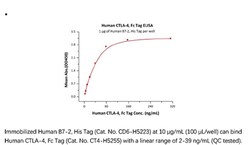 ACROBiosystems Recombinant Protein;Human CTLA-4 / CD152 Protein, Fc Tag;HEK293;200UG;CT4,CTLA4,CD152,CELIAC3,CTLA-4,GRD4,GSE,ICOS,IDDM12,