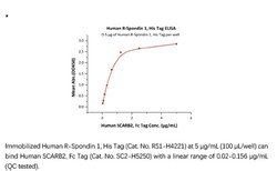 ACROBiosystems Recombinant Protein;Human R-Spondin 1 / RSPO1 Protein;HEK293;50UG;RS1,RSPO1,RSPO-1,CRISTIN3,CRISTIN-3,FLJ40906,RP11-566C13.1,RSPO,R-spondin-1,Rspondin-1,Rspondin1,Rspondin,