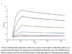 ACROBiosystems Recombinant Protein;Human TNF-alpha Protein, His Tag;HEK293;1MG;TNA,TNF,DIF,TNF-alpha,TNFalpha,TNFA,TNFSF2,TNF-A,cachexin,cachectin,TNF-α,TNFα,