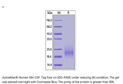 ACROBiosystems Recombinant Protein;ActiveMax Recombinant Human GM-CSF;HEK293;20UG;GMF,GM-CSF,GMCSF,CSF2,CSF-2,MGC131935,MGC138897,