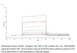 ACROBiosystems Recombinant Protein;Biotinylated Mouse Fc gamma RIIB / CD32b
