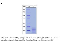 ACROBiosystems Recombinant Protein;FITC-Labeled Human BCMA / TNFRSF17 Protein,