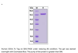 ACROBiosystems Recombinant Protein;Human CD14 Protein, Fc Tag;HEK293;100UG;CD4,CD14,