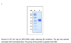 ACROBiosystems Recombinant Protein;Human IL-29 / IFN-lambda 1 Protein;HEK293;50UG;IL9,IL29,IFNL1,IFNL-1,IL-29,IFNλ1,IFNλ-1,Interleukin