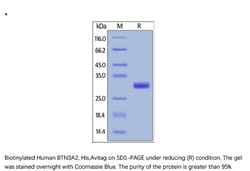 ACROBiosystems Recombinant Protein;Biotinylated Human BTN3A2 Protein, His