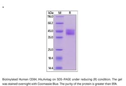 ACROBiosystems Recombinant Protein;Biotinylated Human CD84 / SLAMF5 Protein,
