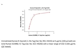 ACROBiosystems Recombinant Protein;Human R-Spondin 1 / RSPO1 Protein;HEK293;1MG;RS1,RSPO1,RSPO-1,CRISTIN3,CRISTIN-3,FLJ40906,RP11-566C13.1,RSPO,R-spondin-1,Rspondin-1,Rspondin1,Rspondin,