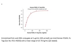 ACROBiosystems Recombinant Protein;Human FOLR1 Protein, Fc Tag;HEK293;1MG;FO1,FOLR-1,FBP,FOLR,FOLR1,