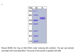 ACROBiosystems Recombinant Protein;Mouse RENIN Protein;HEK293;100UG;REN,RENIN,REN,HNFJ2,FLJ10761,angiotensinogenase,