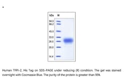 ACROBiosystems Recombinant Protein;Human TFPI-2 Protein;HEK293;50UG;TF2,TFPI2,PP5,REF1,TFPI-2,PP-5,REF-1,