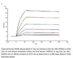 ACROBiosystems Recombinant Protein;Human TNFSF11 / RANKL / CD254 Protein,