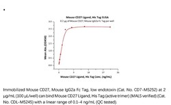 ACROBiosystems Recombinant Protein;Mouse CD27 Ligand / CD70 Protein (active