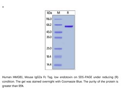 ACROBiosystems Recombinant Protein;Human HMGB1 Protein, Mouse IgG2a Fc