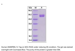 ACROBiosystems Recombinant Protein;Human EMMPRIN / CD147 Protein, Fc Tag;HEK293;1MG;CD7,Basigin,BSG,5F7,CD147,EMMPRIN,M6,OK,TCSF,