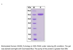 ACROBiosystems Recombinant Protein;Biotinylated Human CD200 / OX-2 Protein,