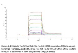 ACROBiosystems Recombinant Protein;Human IL-2 R beta / CD122 Protein, Fc