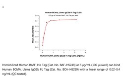 ACROBiosystems Recombinant Protein;Human BCMA / TNFRSF17 Protein, Llama